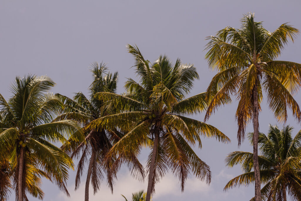 Coconut Trees at Moreré Beach