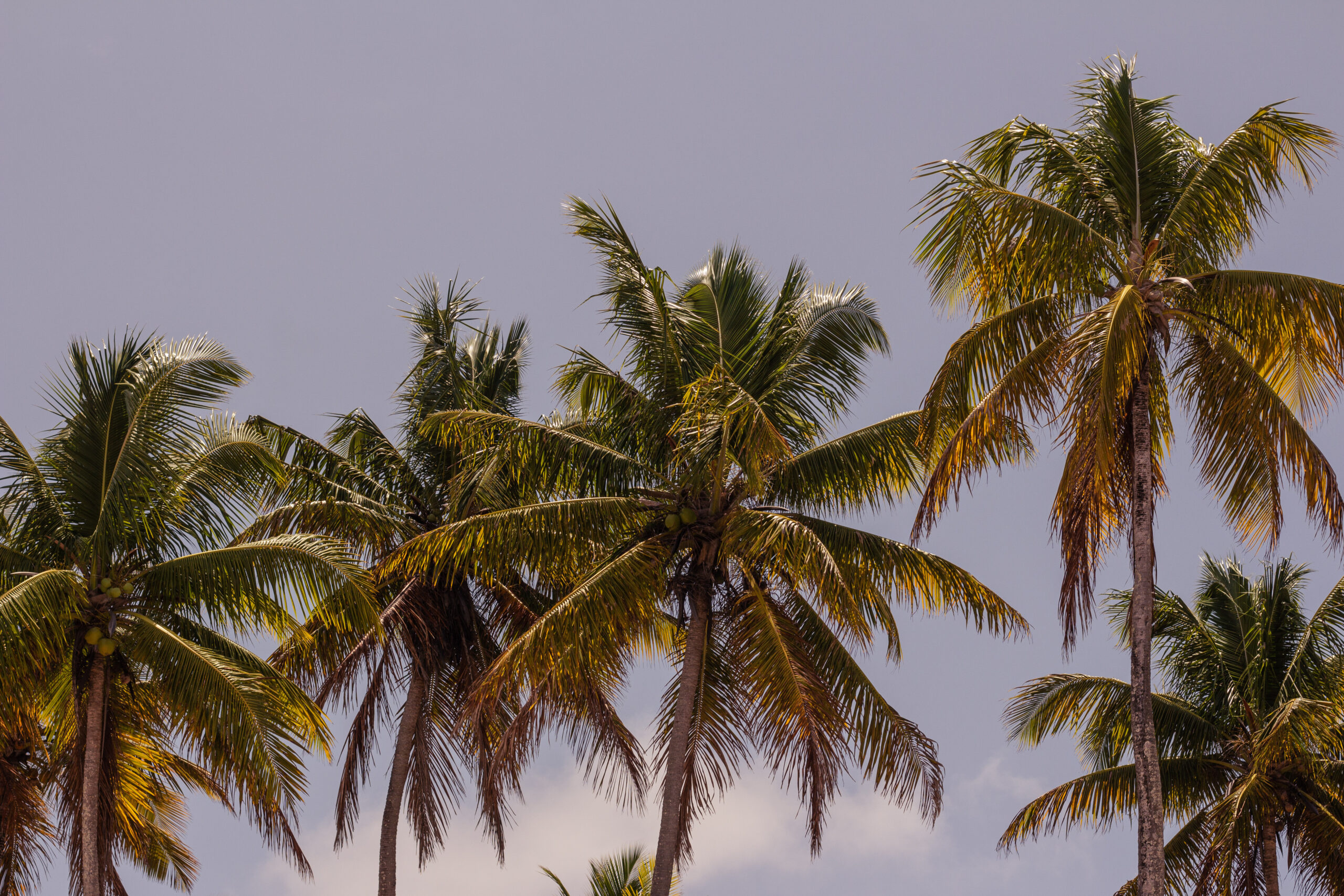 Read more about the article A Paradise on the Bahian Coast: Discover Boipeba Island!