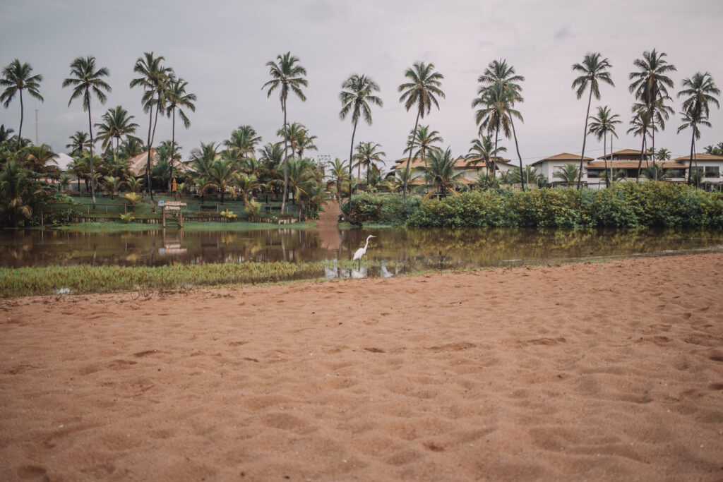 Egret on the Imbassaí River in Bahia