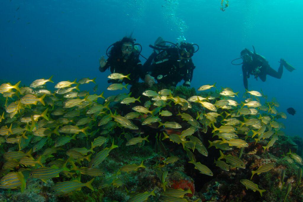 Divers in Fernando de Noronha