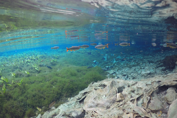 River Diving - Beautiful Mato Grosso