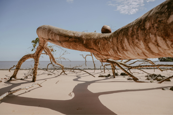 Fallen Tree on Brazilian Beach in Pará